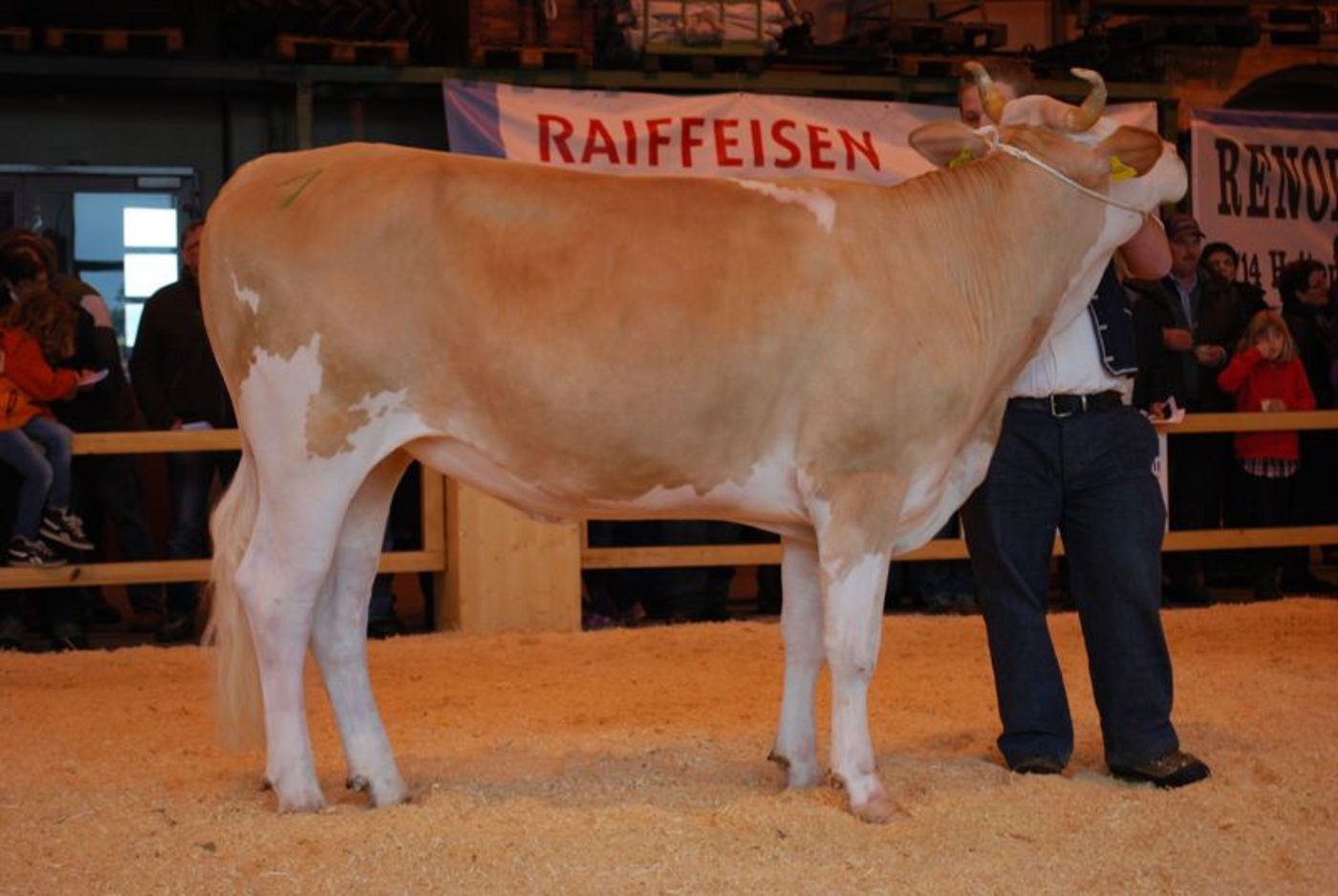 Miss Rind: Lupine von Gottfried Burri.