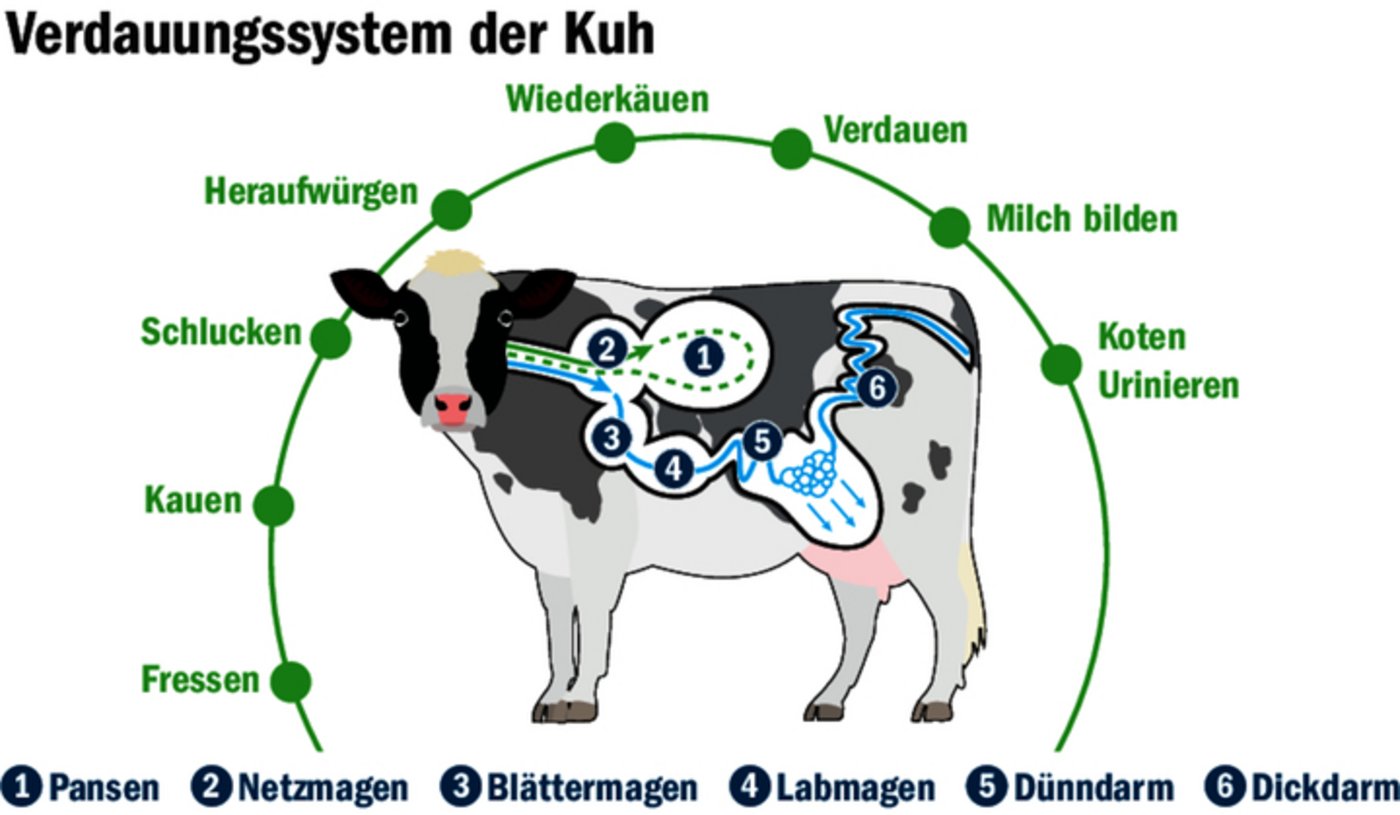 Kutteln sind Streifen aus dem Pansen und dem Netzmagen von Rindern und Kühen.  