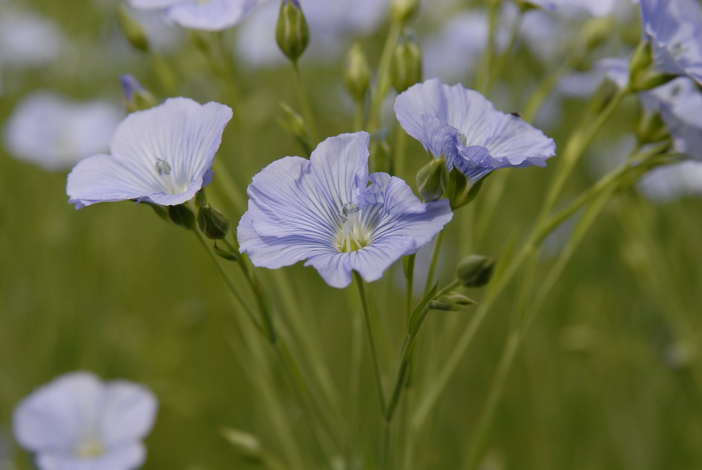 Zur Blütezeit trägt der Flachs die Farbe blau. (Bild Archiv BauZ)