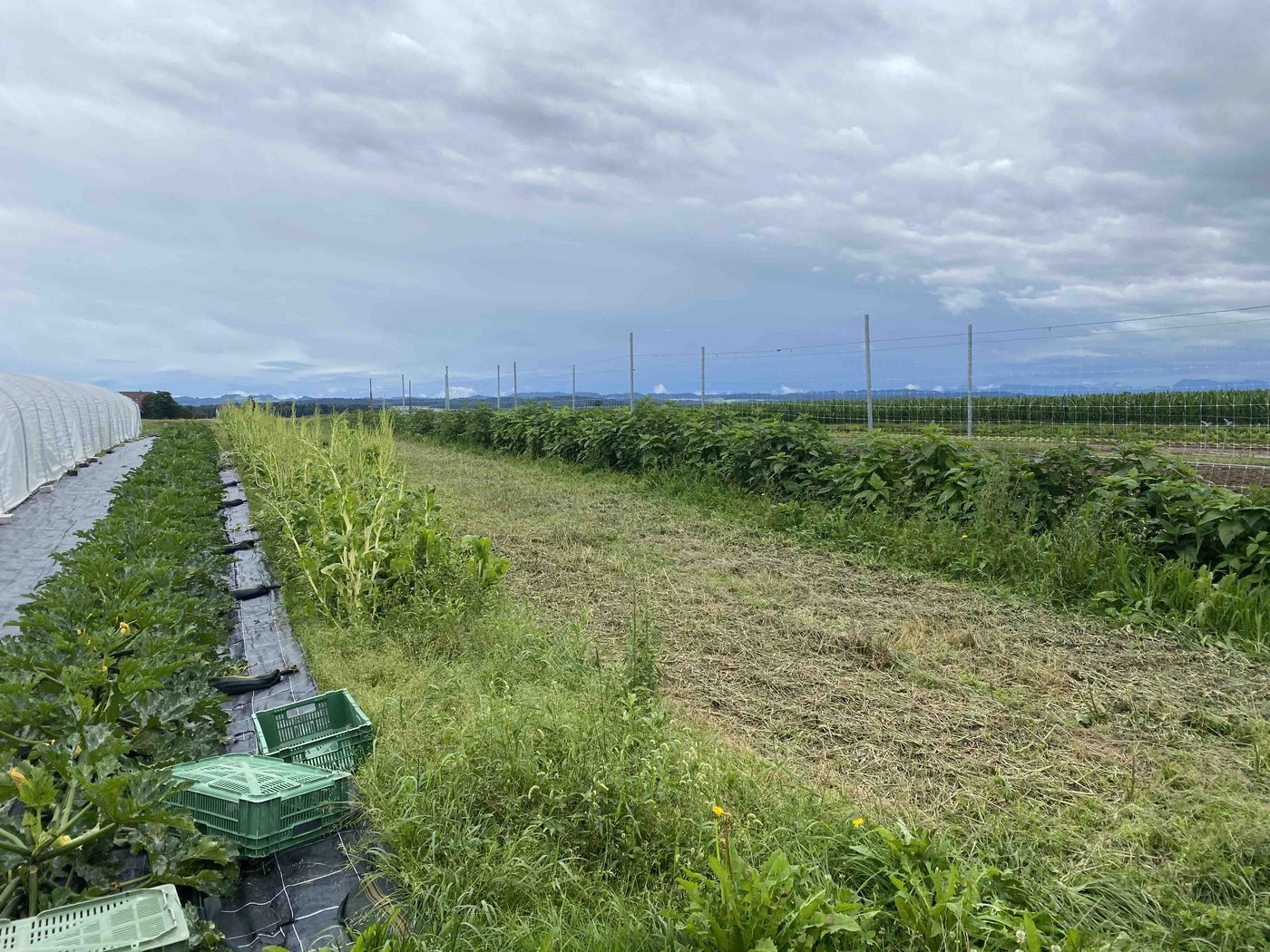 Im Freiland wächst z. B. Krautstiel und Zucchetti.