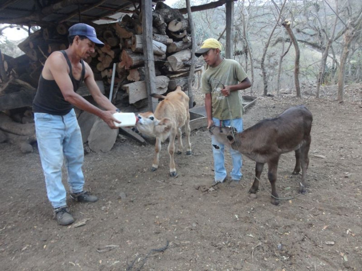 Das bereits ältere der beiden ist ein reiner Jersey, das kleinere eine Kreuzung aus Jersey und Holstein.