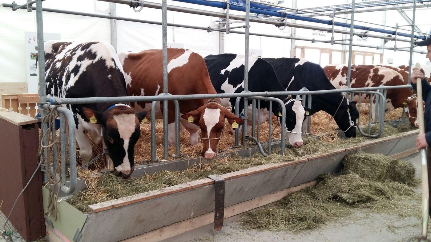 Heute treffen die Tiere für die Dauerausstellung ein. (Bild Simone Barth)