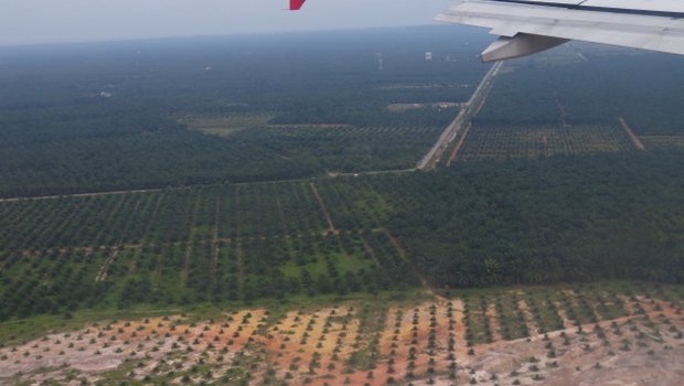 In einigen asiatischen Ländern prägen Palmöl-Plantagen die Landschaft. (Bild lid)
