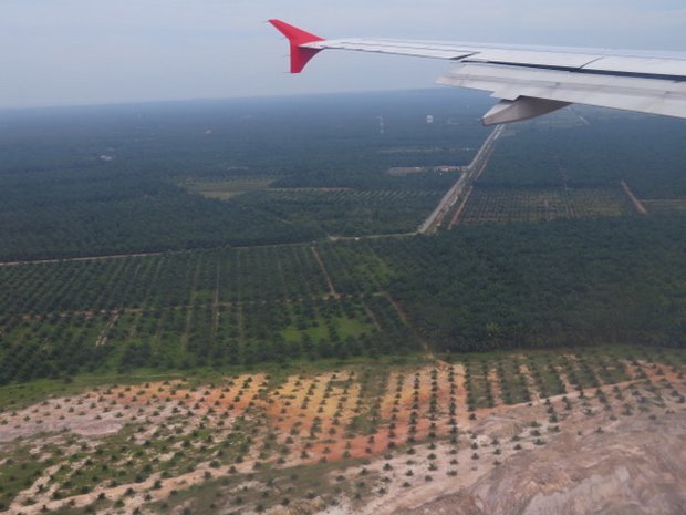 Referendum gegen Indonesien-Freihandel ist auf Kurs In einigen asiatischen Ländern prägen Palmöl-Plantagen die Landschaft. (Bild lid)