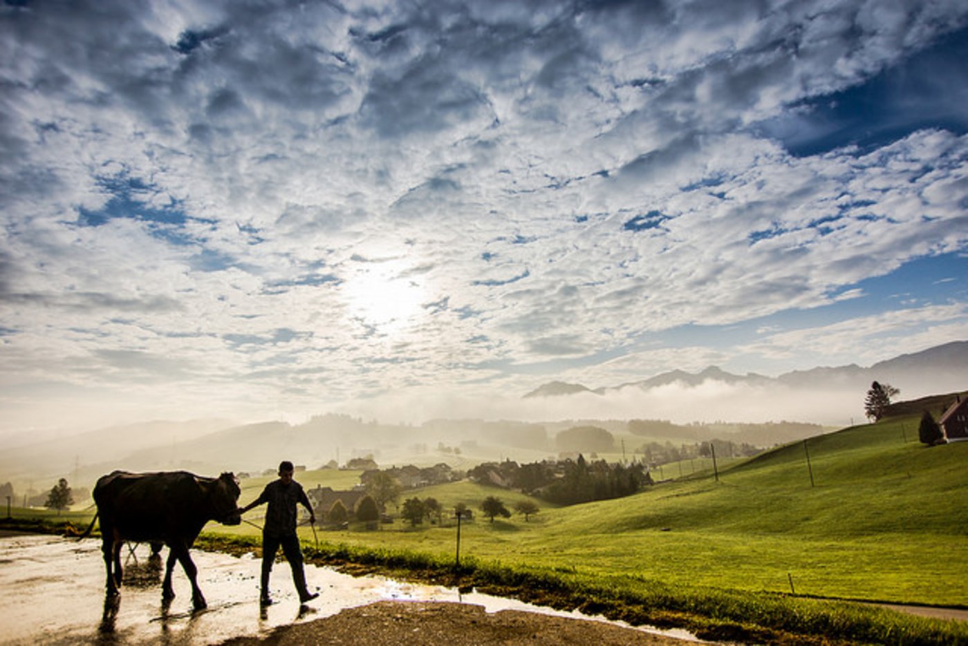 Hauptsieger-Bild: Bereit für die Vechschau. (Bild Miranda Outon, Meistersrüti Appenzell)
