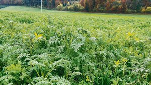 Eine Gründüngung mit Leguminosen, die während der Blüte abgestoppt wird, liefert der nachfolgenden Sommerkultur laut Agridea 40 bis 50 kg N/ha.