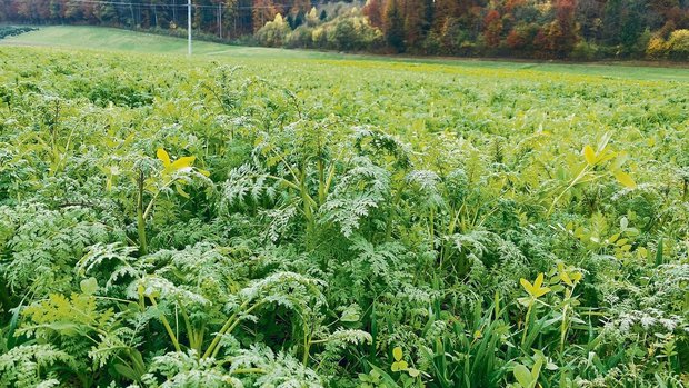 Eine Gründüngung mit Eine Gründüngung mit Leguminosen, die während der Blüte abgestoppt wird, liefert der nachfolgenden Sommerkultur laut Agridea 40 bis 50 kg N/ha.