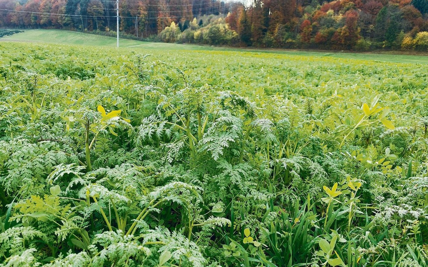 Eine Gründüngung mit Leguminosen, die während der Blüte abgestoppt wird, liefert der nachfolgenden Sommerkultur laut Agridea 40 bis 50 kg N/ha.