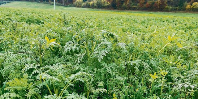 Eine Gründüngung mit Leguminosen, die während der Blüte abgestoppt wird, liefert der nachfolgenden Sommerkultur laut Agridea 40 bis 50 kg N/ha.