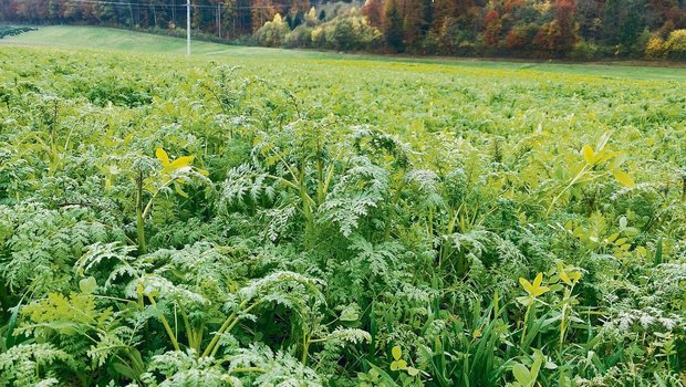 Eine Gründüngung mit Eine Gründüngung mit Leguminosen, die während der Blüte abgestoppt wird, liefert der nachfolgenden Sommerkultur laut Agridea 40 bis 50 kg N/ha.