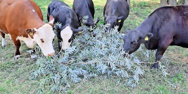 Futterbäume statt Weidegras? Eine Studie von FiBL und Agroscope zeigte das Potenzial der Baumblätter.      