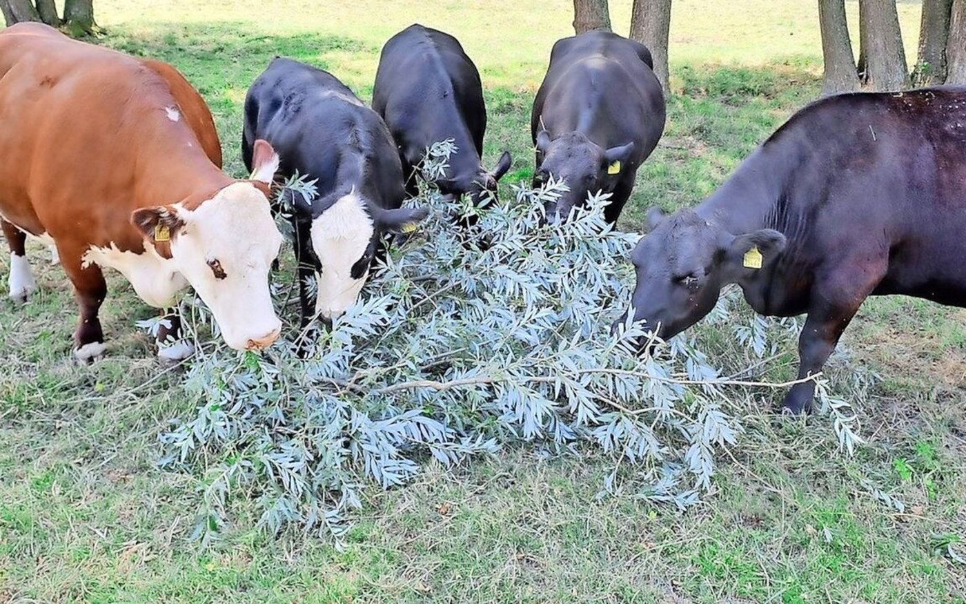 Futterbäume statt Weidegras? Eine Studie von FiBL und Agroscope zeigte das Potenzial der Baumblätter.      