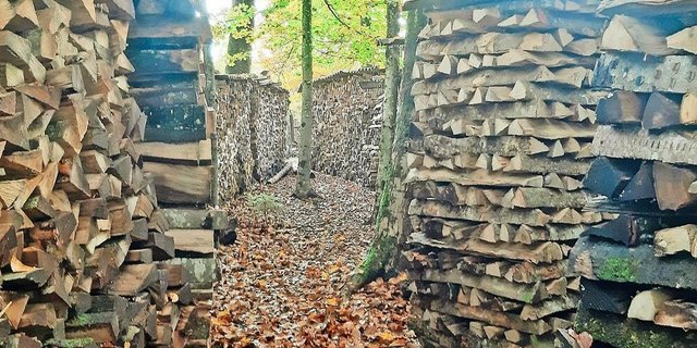 Der Bereich Energieholz hat im Kanton Bern Zukunft, darüber sind sich diverse Fachleute einig. Mit Holz gespeiste Wärmeverbunde leisteten zudem einen Beitrag dazu, weg von fossilen Brennstoffen zu kommen und so dem vom Bund gesteckten Ziel Nettonull näher zu kommen. 