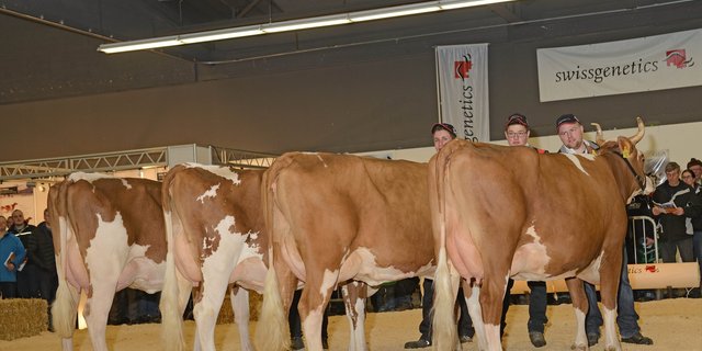 Das Jungkuhchampionat würde von Swissgenetics in Zusammenarbeit mit der Simmental Reinzuchtvereinigung SVS und der IG Swiss Fleckvieh in der Thun Expo durchgeführt. (Bild Swissgenetics)