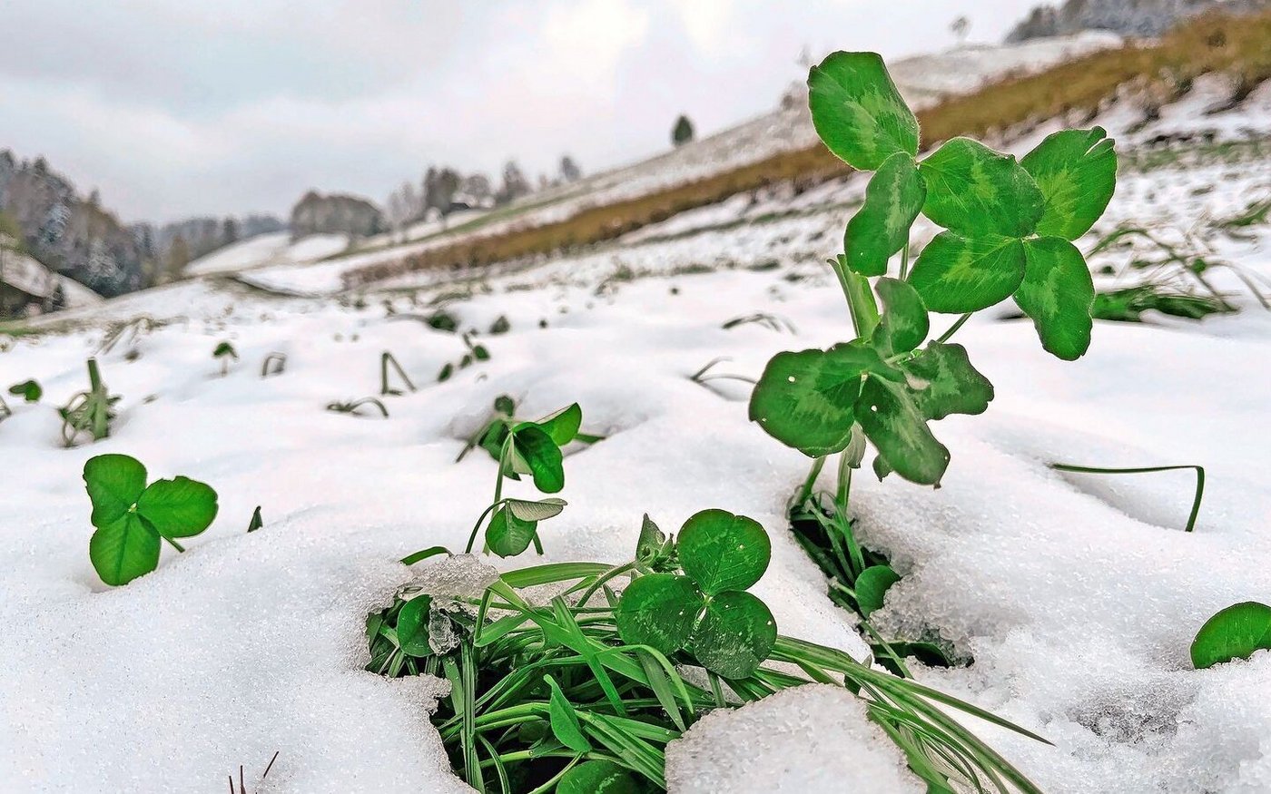Die Futterbestände sind zum Glück noch jung: Die Gräser werden sich aufrichten und den winterlichen Rückschlag wahrscheinlich kompensieren können.