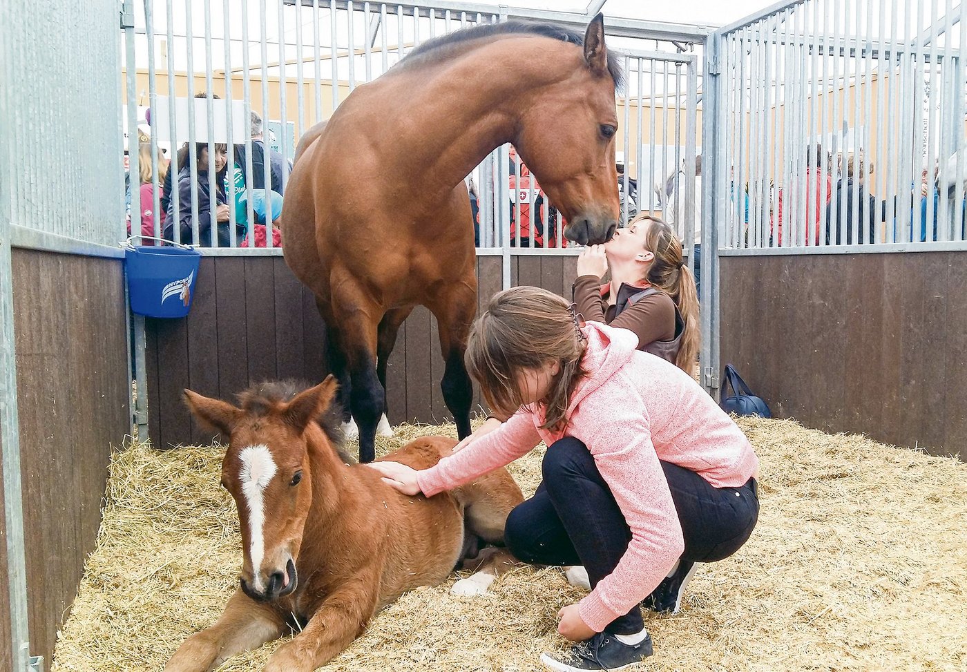 Die BEA ist für die Berner Pferdezucht ein wichtiges Schaufenster. Heuer fällt sie bereits zum zweiten Mal aus.  (Bild sb)