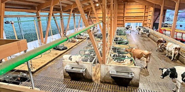 Ein Blick in den neuen Stall der Familie Baumann in Arni. Bei der Planung nahm sich Marco Baumann genügend Zeit, um die Arbeitsabläufe möglichst effizient zu gestalten.   