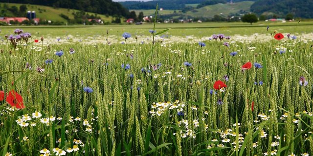 Nicht nur warme Luft und schöne Blumen: Das IP-Suisse Klima- und Ressourcenschutzprojekt überzeugt die Forschenden.