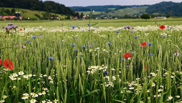 Nicht nur warme Luft und schöne Blumen: Das IP-Suisse Klima- und Ressourcenschutzprojekt überzeugt die Forschenden.