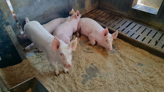 Der Markt für Schweinefleisch liegt 5 bis 7 Prozent über der Nachfrage. Die Warnungen von Suisseporcs blieben ungehört, nun müssen Betriebe für immer schliessen.