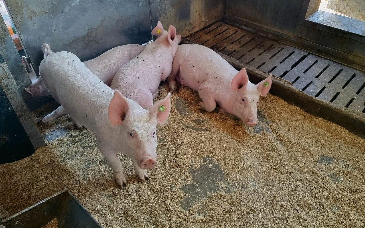 Der Markt für Schweinefleisch liegt 5 bis 7 Prozent über der Nachfrage. Die Warnungen von Suisseporcs blieben ungehört, nun müssen Betriebe für immer schliessen.
