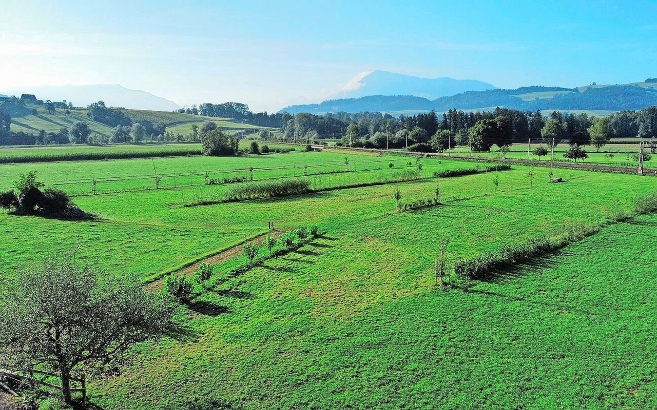 Auf dem Betrieb Reusshöfe in Oberrüti wurden schon viele Hecken gepflanzt. 