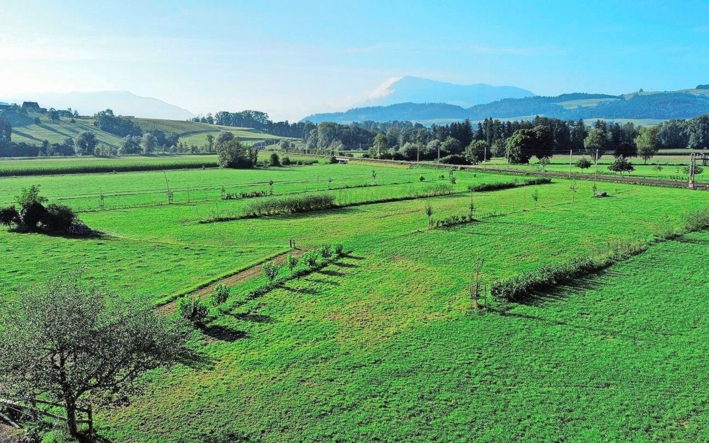 Auf dem Betrieb Reusshöfe in Oberrüti wurden schon viele Hecken gepflanzt.  