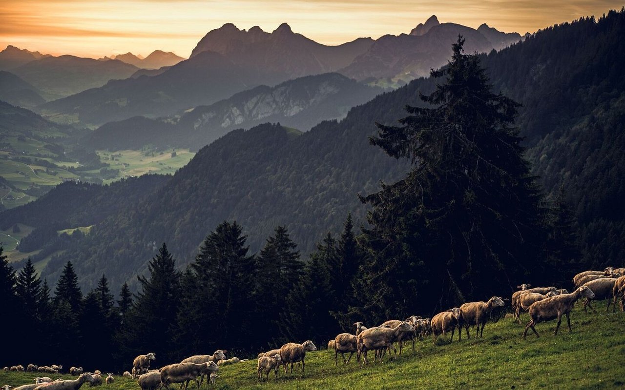 In der idyllischen Region «Pays d’Enhaut» im Kanton Waadt grasen die Schafe von «Le Sapalet».