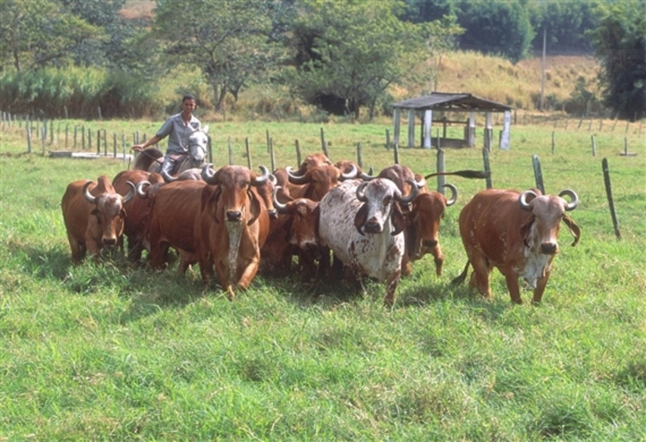 Brasilien ist der weltgrösste Exporteur von Rindfleisch. (Bild Scott Bauer, USDA ARS) 
