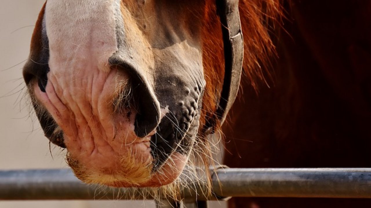 Das Bundesgericht begründet das Urteil, damit dass die Aufnahme von Pferden, die dem Tod geweiht seien, nicht dem generellen öffentlichen Interesse entsprächen. (Symbolbild Pixabay)