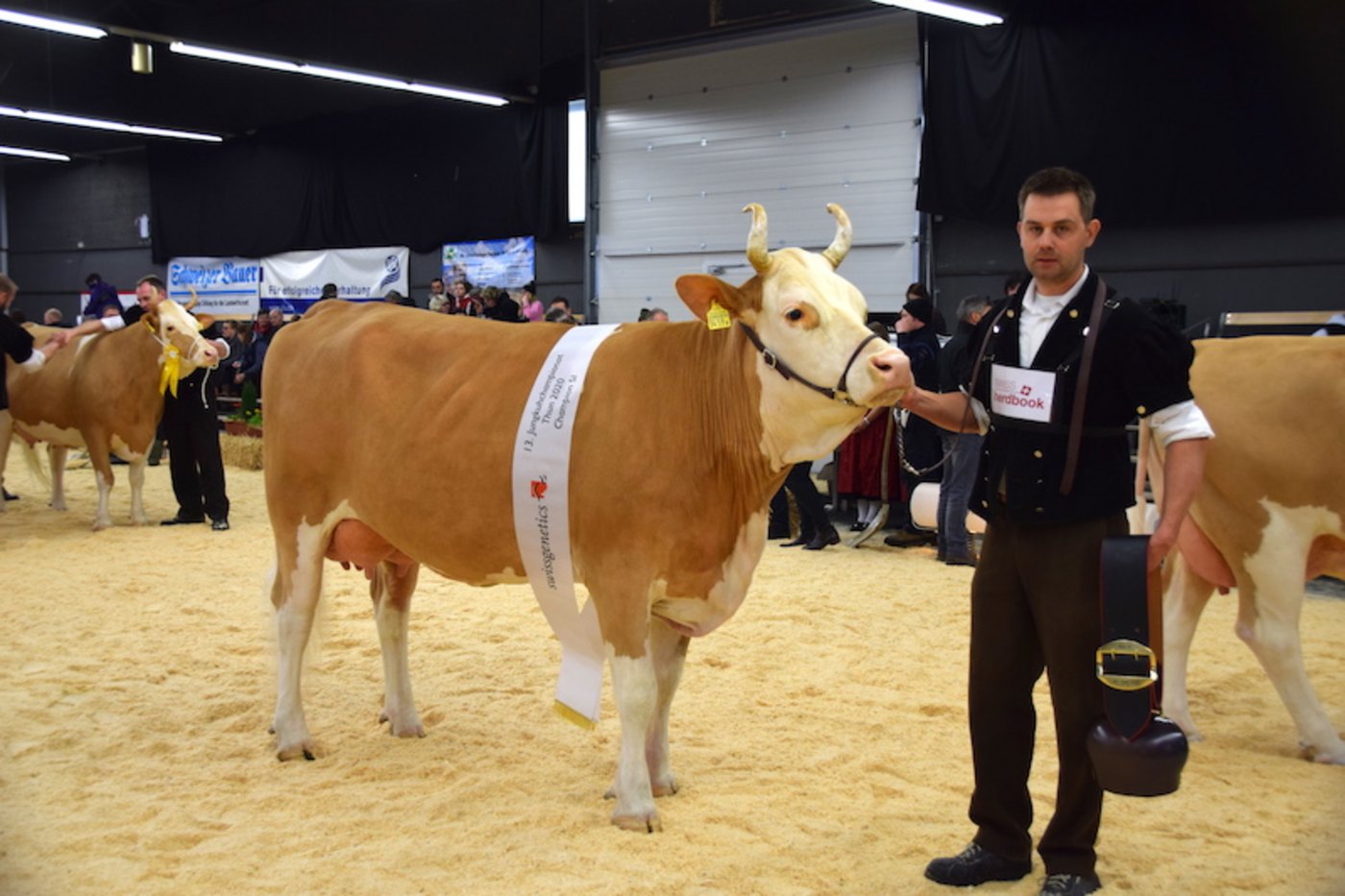Simmental Champion 2. Laktation Amarone Elina von Stephan und Jonathan Perreten, Lauenen bei Gstaad. 
