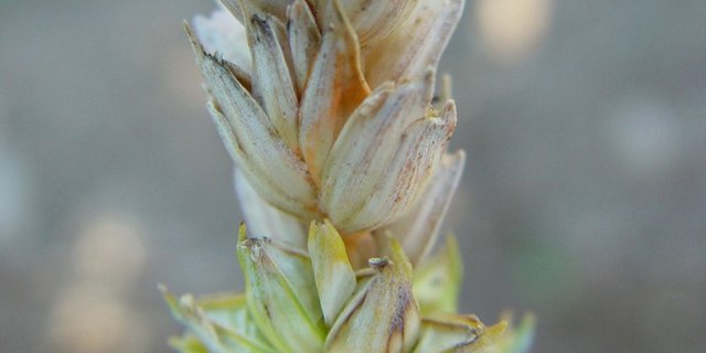 Die durch den Pilz gebildeten Mykotoxine können Leber- und Nierenschäden verursachen, krebserregend sein und auch zu Fruchtbarkeitsstörungen bei Mensch und Tier führen. (Bild BauZ)