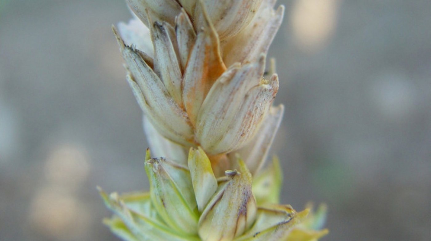 Die durch den Pilz gebildeten Mykotoxine können Leber- und Nierenschäden verursachen, krebserregend sein und auch zu Fruchtbarkeitsstörungen bei Mensch und Tier führen. (Bild BauZ)