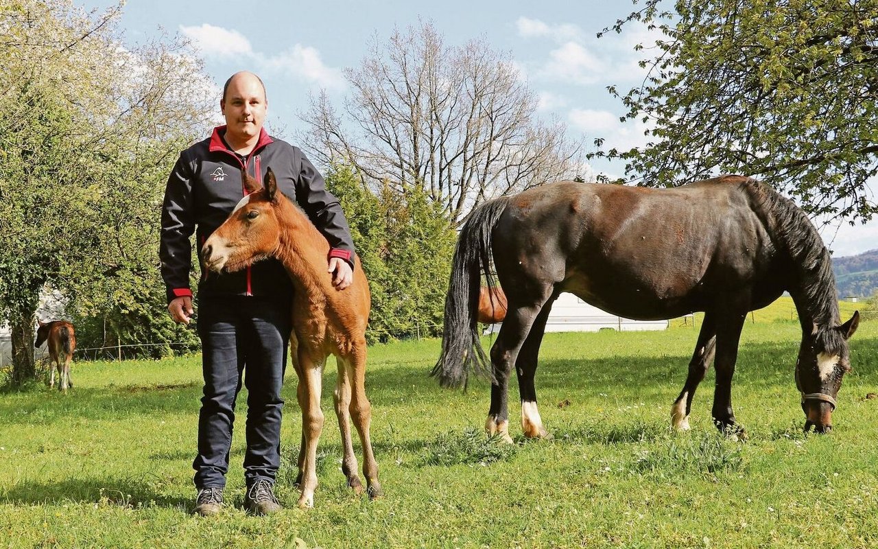 Patrick Böller mit Fohlen Neo und Mutter Vanea vom Fürberg. Böllers zeigen ihre Pferde an der Fohlenschau an der ALA.