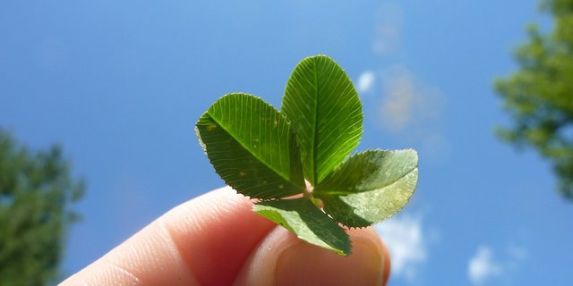 Es braucht schon etwas Glück, um auf der Wiese ein vierblättriges Kleeblatt zu finden. (Bild Pixabay)