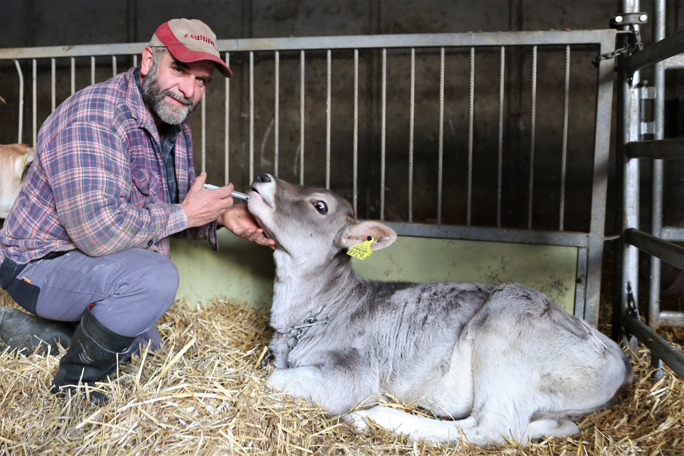 Kälber werden von Albert Gisler bei Durchfall homöopathisch behandelt.
