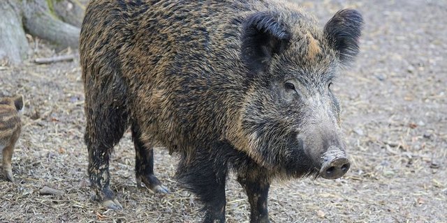 Die ASP handelt es sich um ein hochansteckendes Virus, dass für Schweine und Wildschweine tödlich ist. (Symbolbild/pixabay)