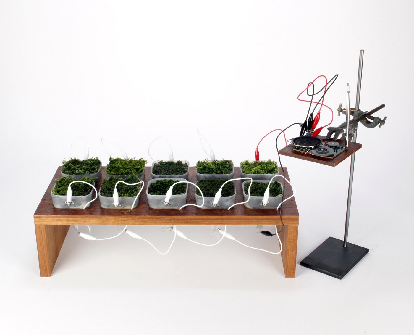 Liefert künftig Moos den Strom fürs Radio? Das Moos-Radio, entwickelt von der Schweizer Designerin Fabienne Felder zusammen mit zwei Wissenschaftlern (nächstes Bild.) (Bilder: Fabienne Felder/zVg)