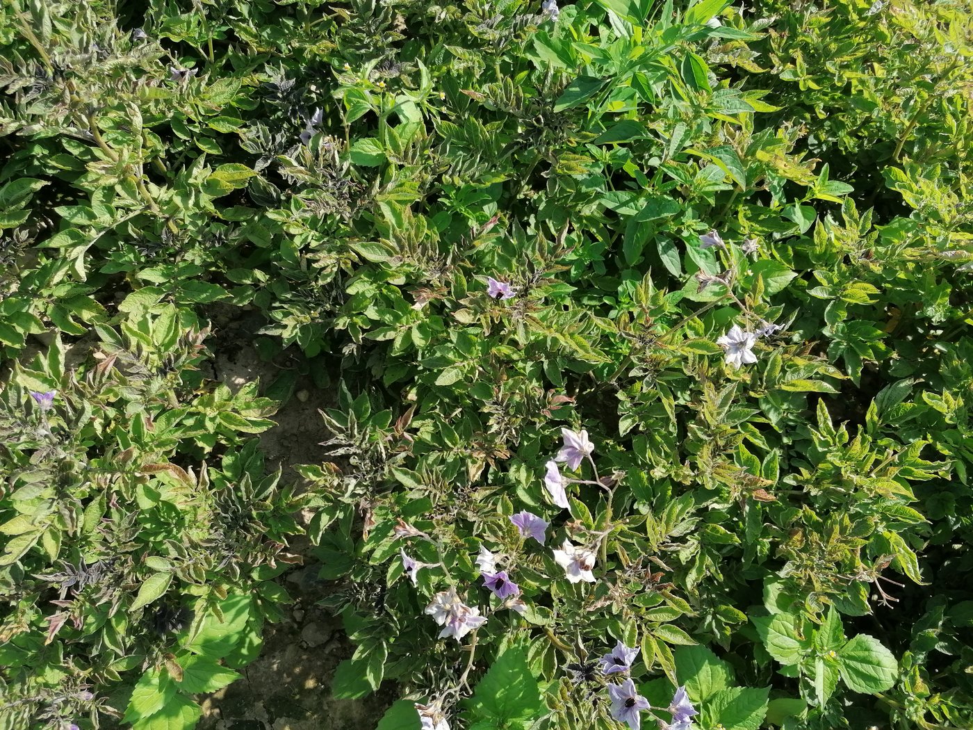 Die Kartoffelsorte Moon Lightning ist krautfäuletolerant und blaufleischig. (Bild Belinda Balmer)