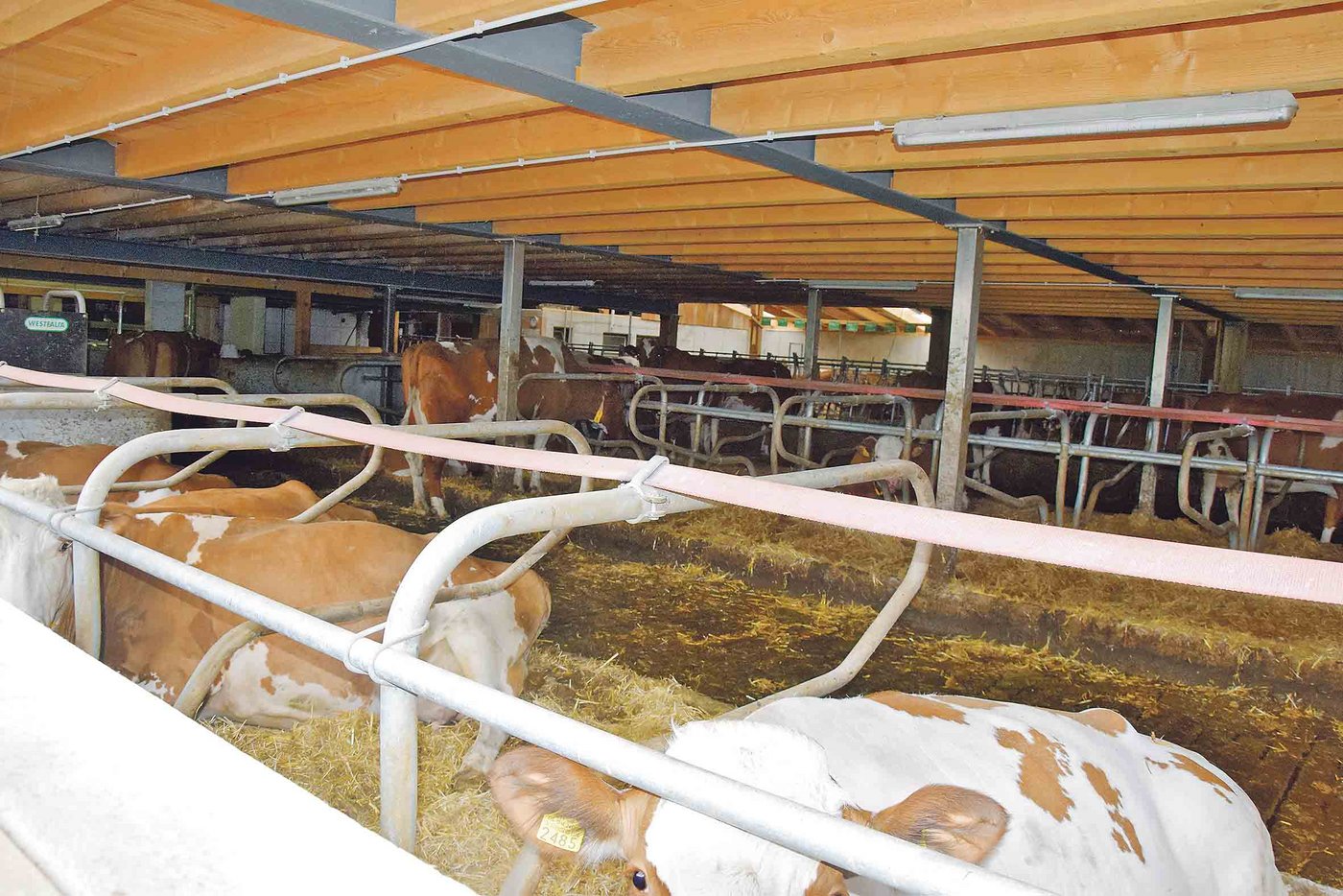 Der alte Anbindestall wurde in einen Laufstall umfunktioniert. Die 30 Boxen (zurzeit erst 25 belegt) sind auf drei Reihen verteilt und werden mit einem Stroh-Kalk-Gemisch gefüllt.