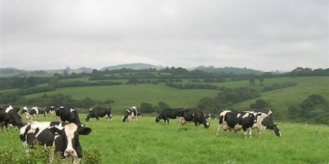 Milchkühe in Australien. (Bild Cgoodwin) 