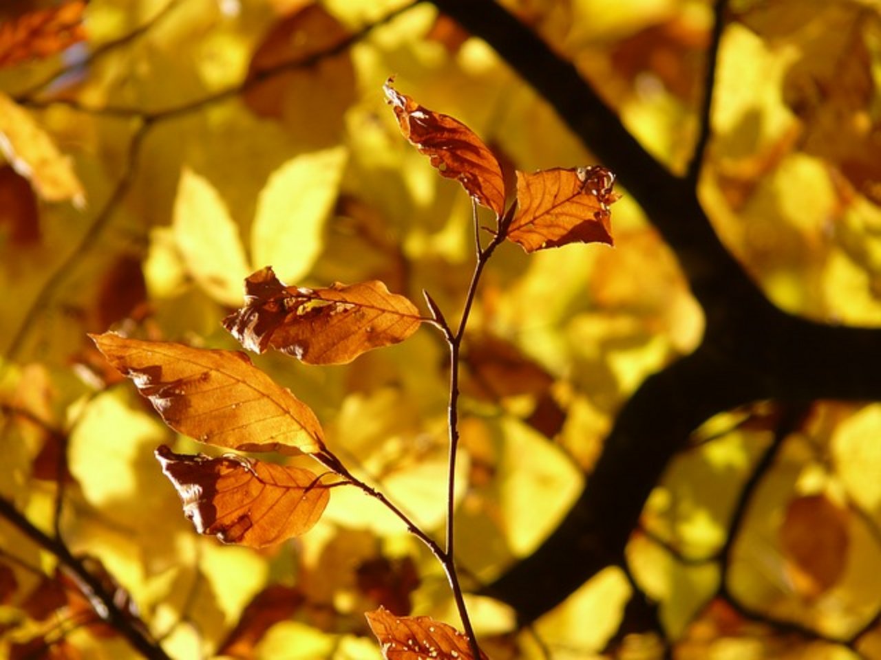 2018 verfärbten sich die Blätter verfrüht. Regional vertrockneten Buchen, über geschwächte Nadelbäume fielen Borkenkäfer her. (Bild Pixabay)