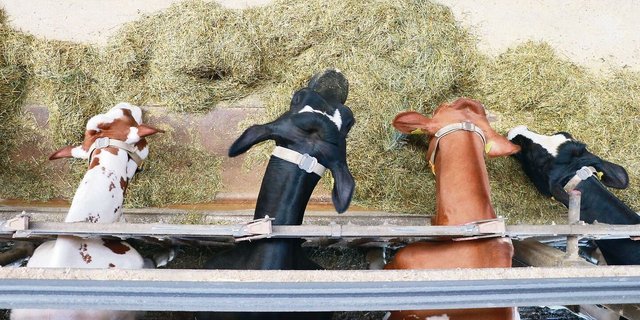 Fütterung und Verdauung der Kuh sind komplex, bei Problemen braucht es oft eine vertiefte Analyse. Aber die Laborprüfberichte geben wichtige Hinweise. 