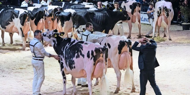 Heute gibt es in der Schweiz viele schöne Holsteinkühe. Die Rangierung ist für die Richter manchmal nicht einfach.