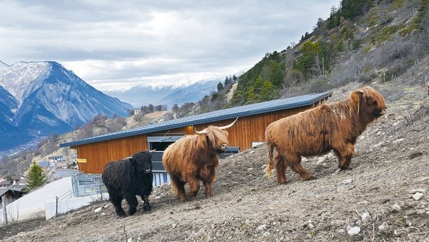 Die robusten Tiere fühlen sich oberhalb des Walliser Bergdorfes Erschmatt wohl. Gegenüber Fremden sind sie zurückhaltend und laufen rasch vorbei. 