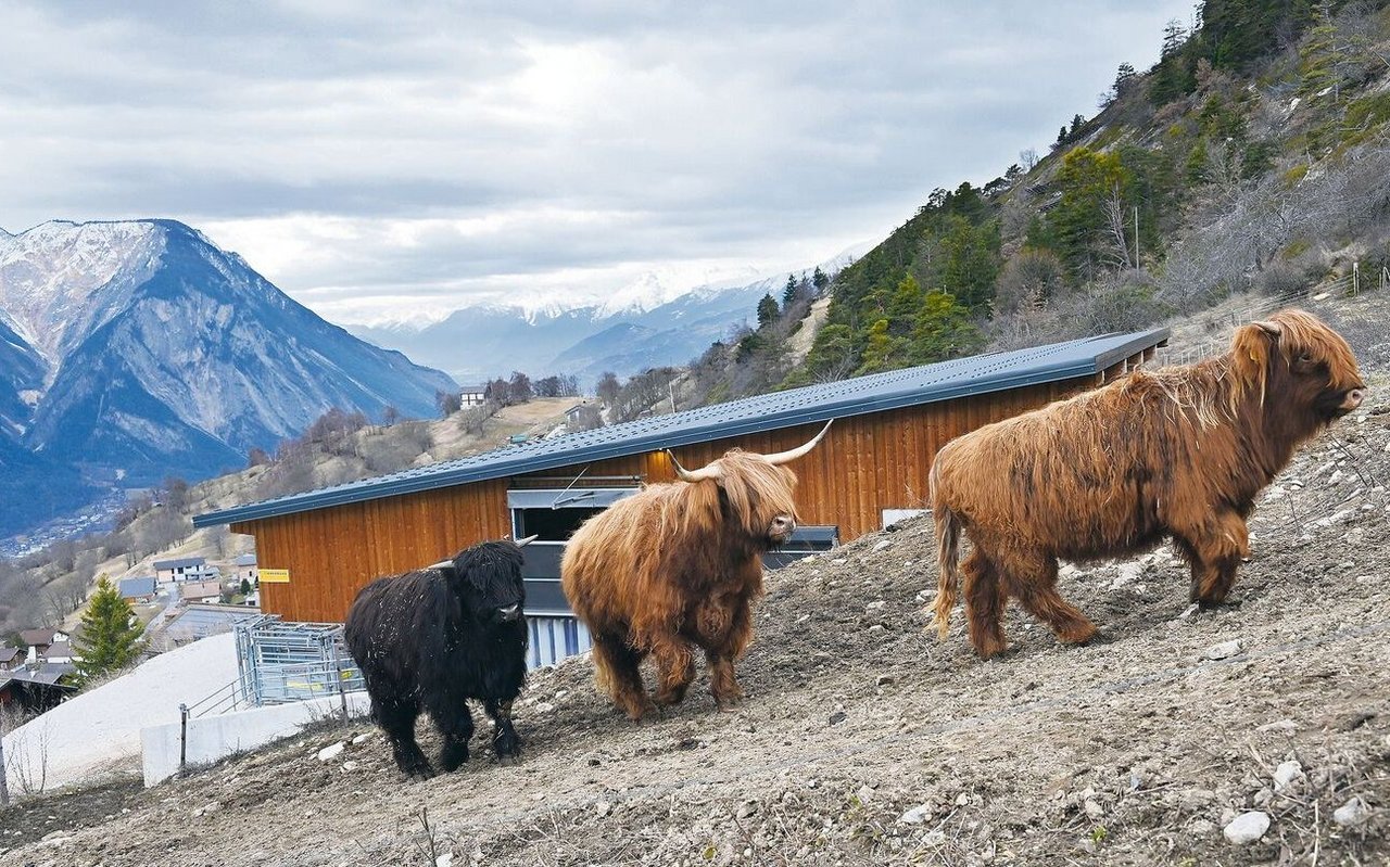 Die robusten Tiere fühlen sich oberhalb des Walliser Bergdorfes Erschmatt wohl. Gegenüber Fremden sind sie zurückhaltend und laufen rasch vorbei. 