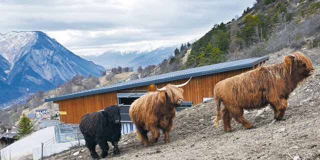 Die robusten Tiere fühlen sich oberhalb des Walliser Bergdorfes Erschmatt wohl. Gegenüber Fremden sind sie zurückhaltend und laufen rasch vorbei.   