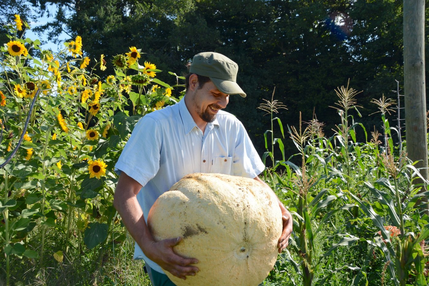 Christian Bumann freut sich über den riesigen Kürbis, der beinahe unbemerkt unter den Maispflanzen herangewachsen ist. (Bild Andrea Gysin)