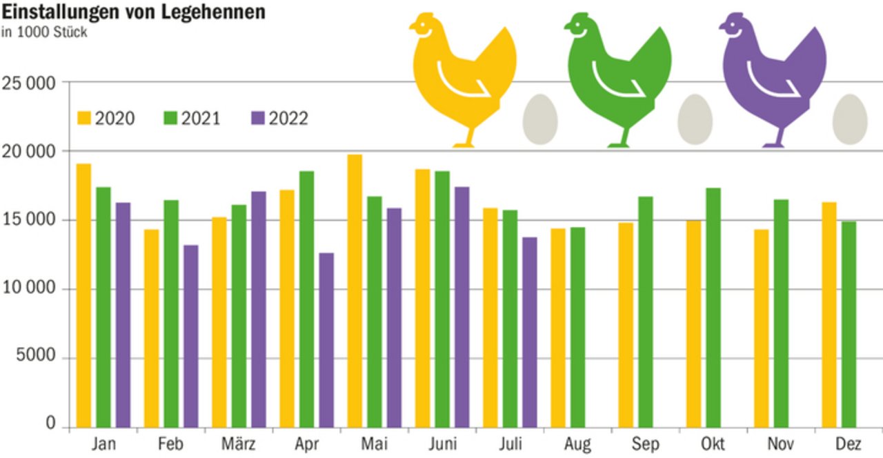 Die europäischen Landwirte stallen immer weniger Legehennen ein. Die stark gestiegenen Energie- und Futterkosten machen die Eierproduktion unrentabel. 