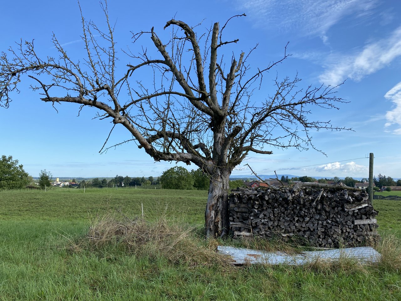 Auf dem Mausacker-Biohof werden Nützlinge gefördert z. B. mit Asthaufen. Tote Bäume bleiben auch stehen.